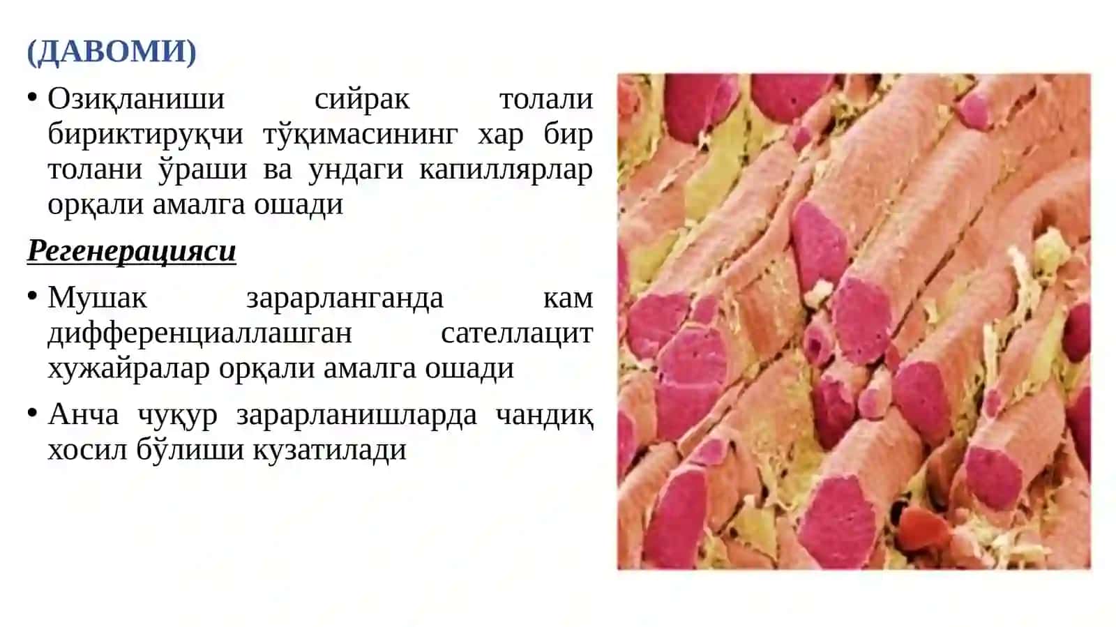 МУШАК, НЕРВ ТЎҚИМАСИ 4