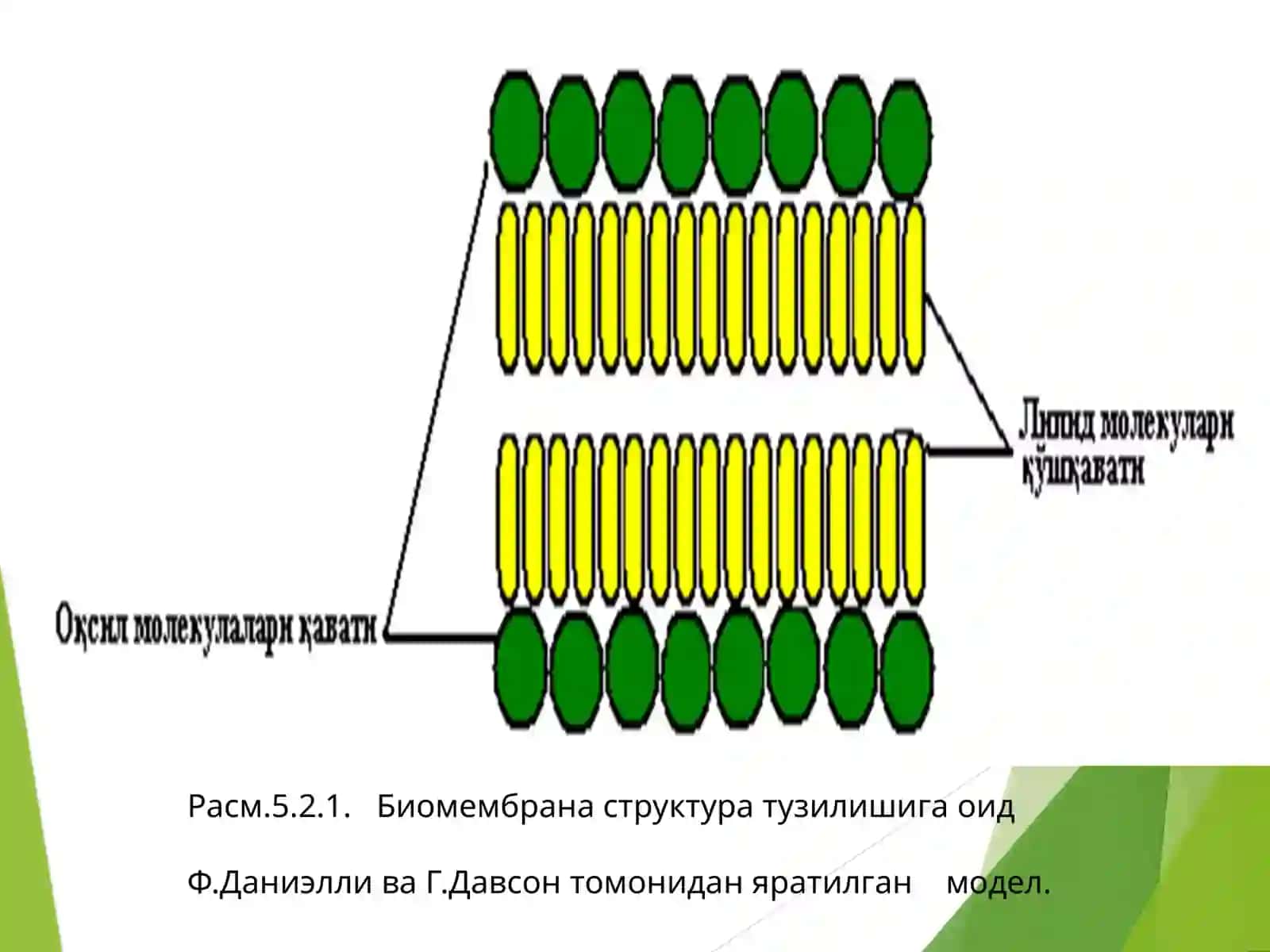 Биологик мембраналар 4