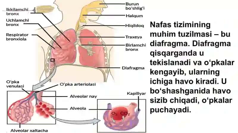 Nafas olish tizimi 4
