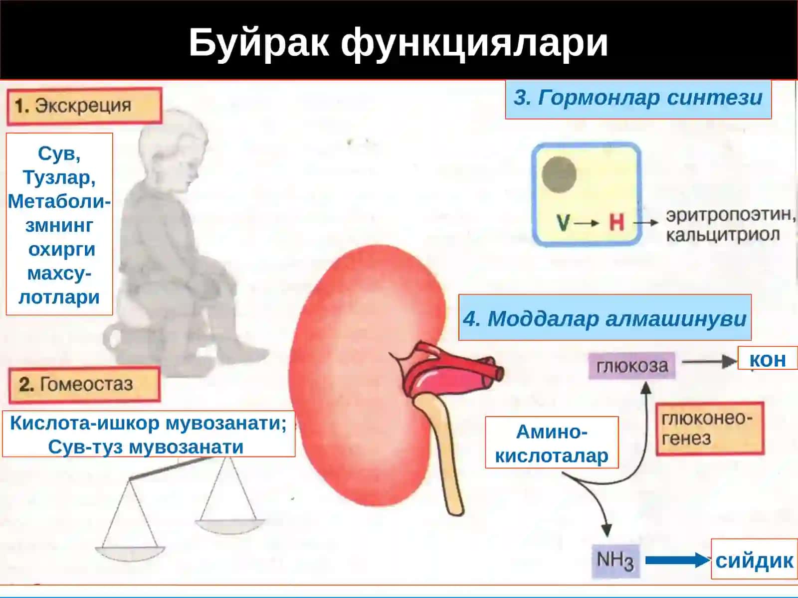 Буйрак патофизиологияси 4