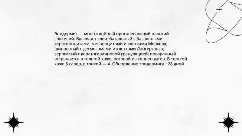 Строение и состав кожи 4