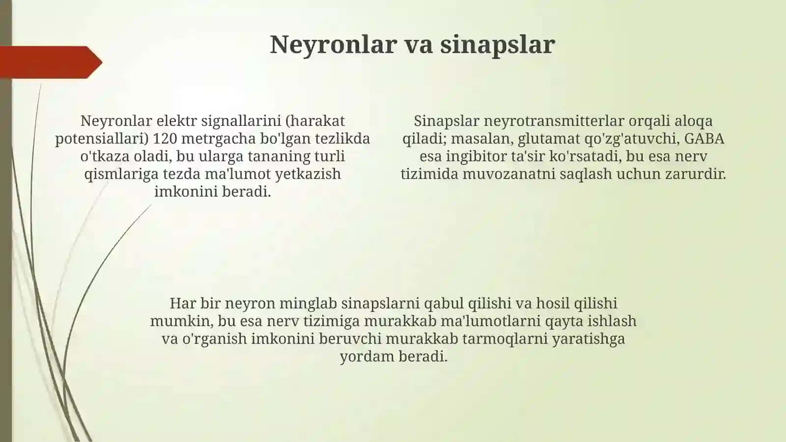 Nerv sistemasi 4