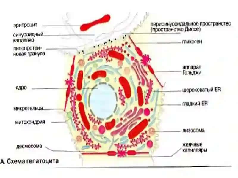 ЖИГАР БИОКИМЁСИ. 4