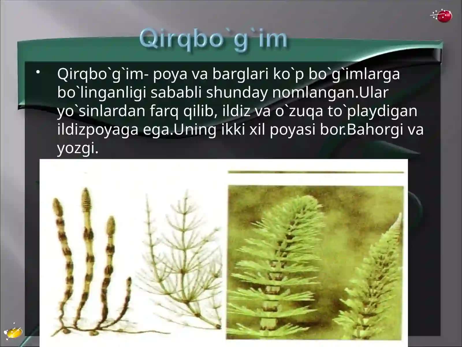 Yuksak o`simliklar 4