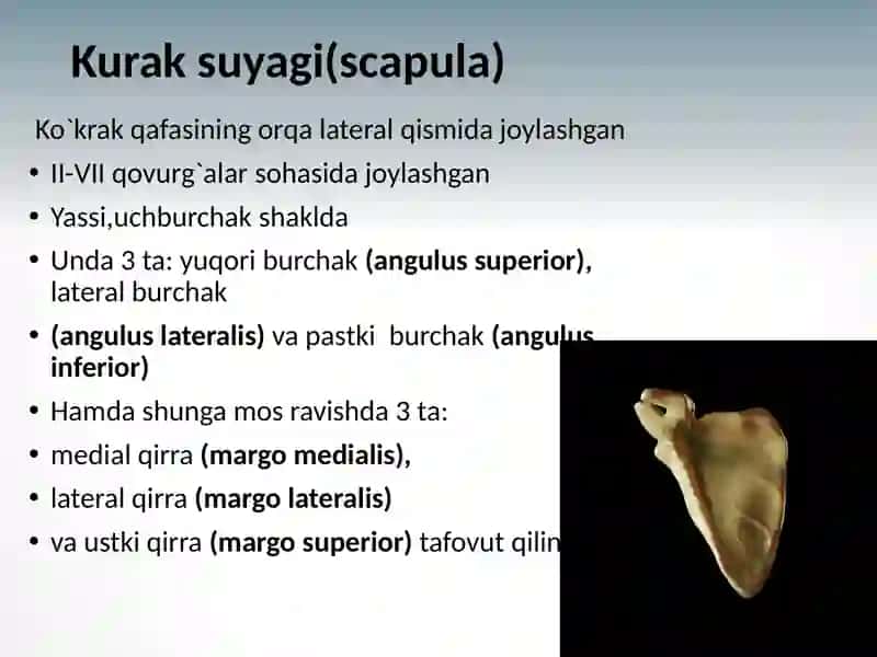 Qo`l suyaklari anatomiyasi 4