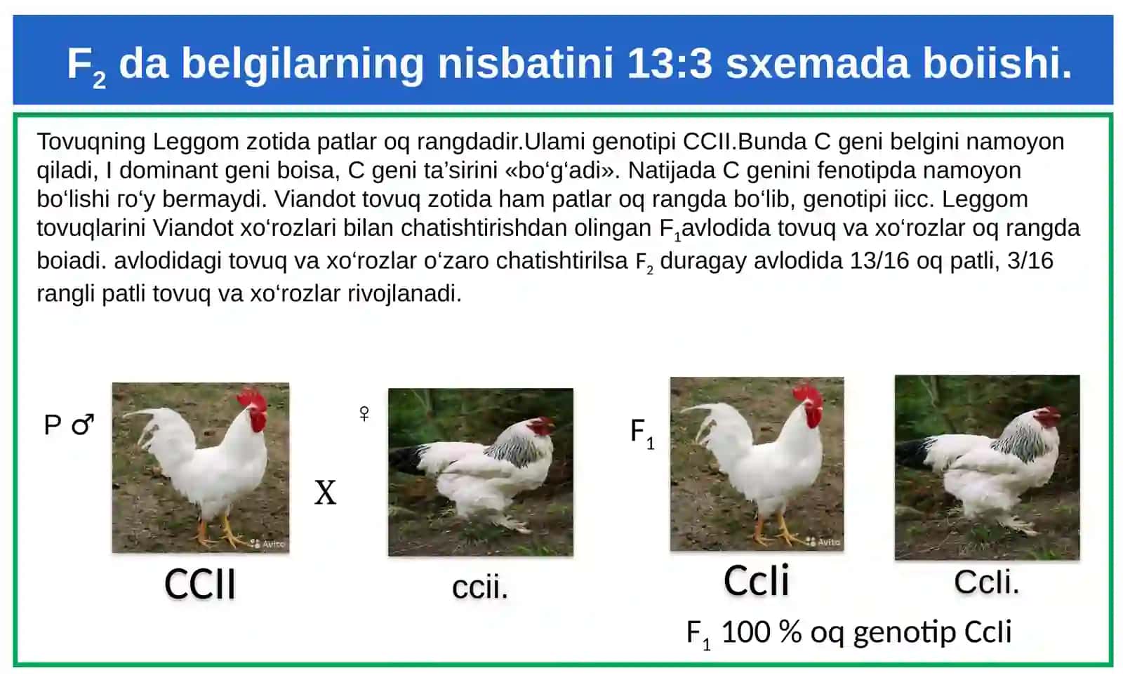 Noallel genlar epistasis irsiylanishi 4