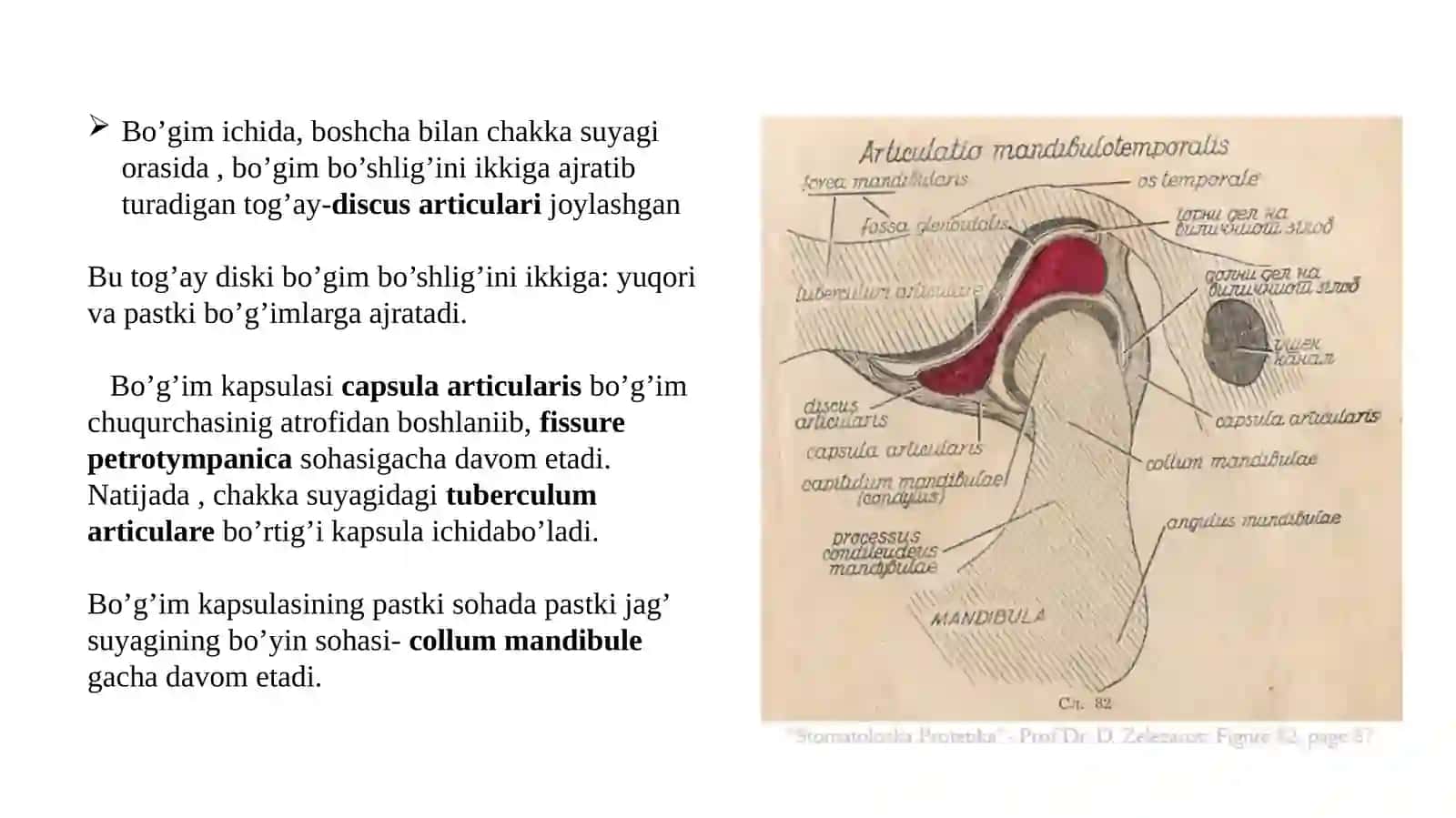 Chakka pastki jag bogiminimg tuzilishi 4