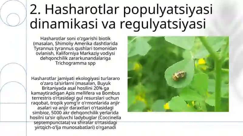 Hashoratlar ekologiyasi 4