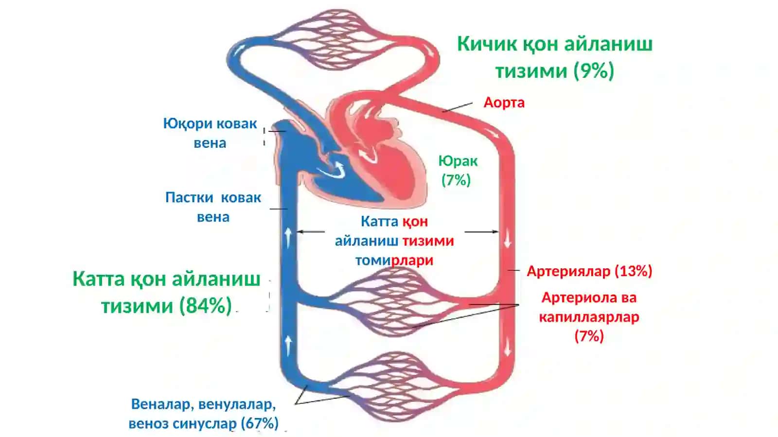 Юракнинггемодинамиквазифаси 4