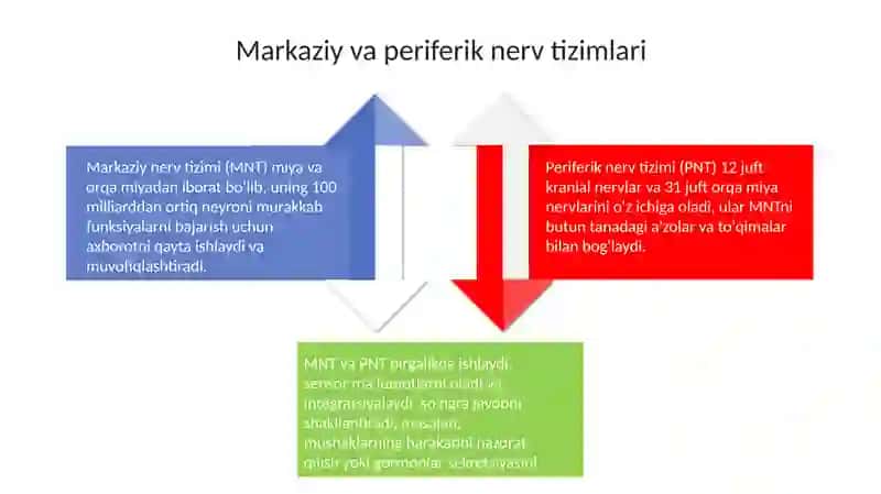 Nerv sistemasi 4