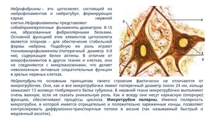 Нервная ткань 4