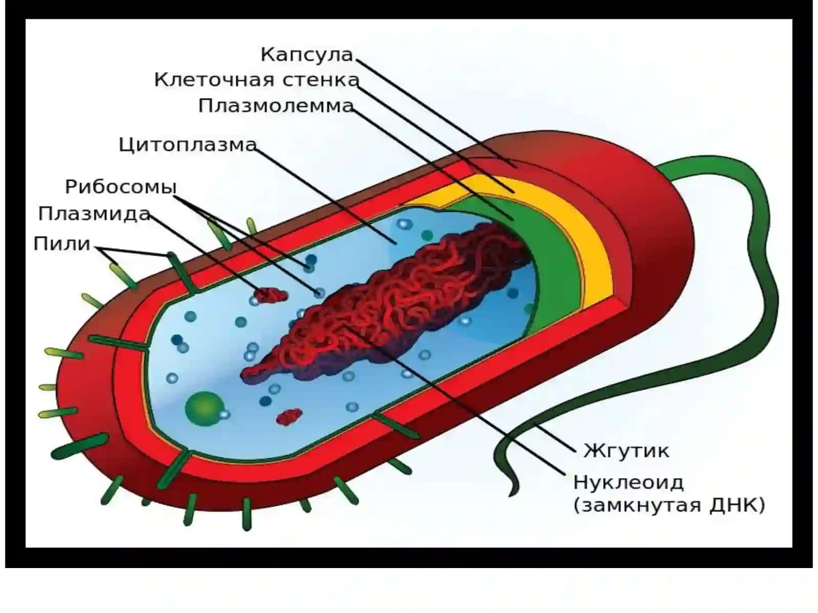 Umumiy genetika asoslari 4