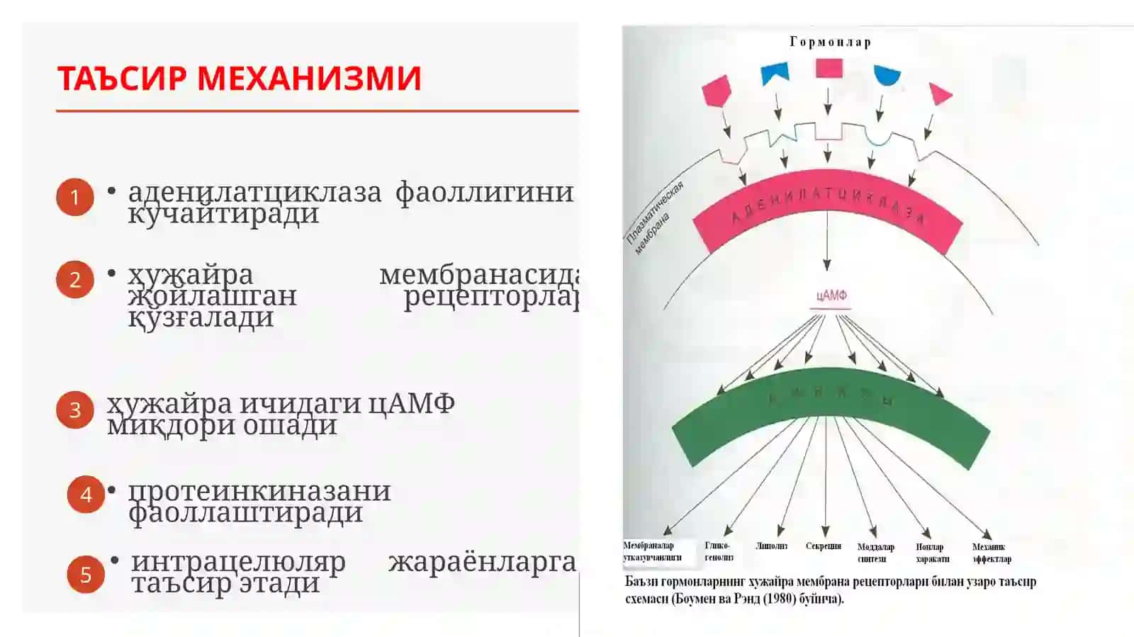 Гормонлар 4