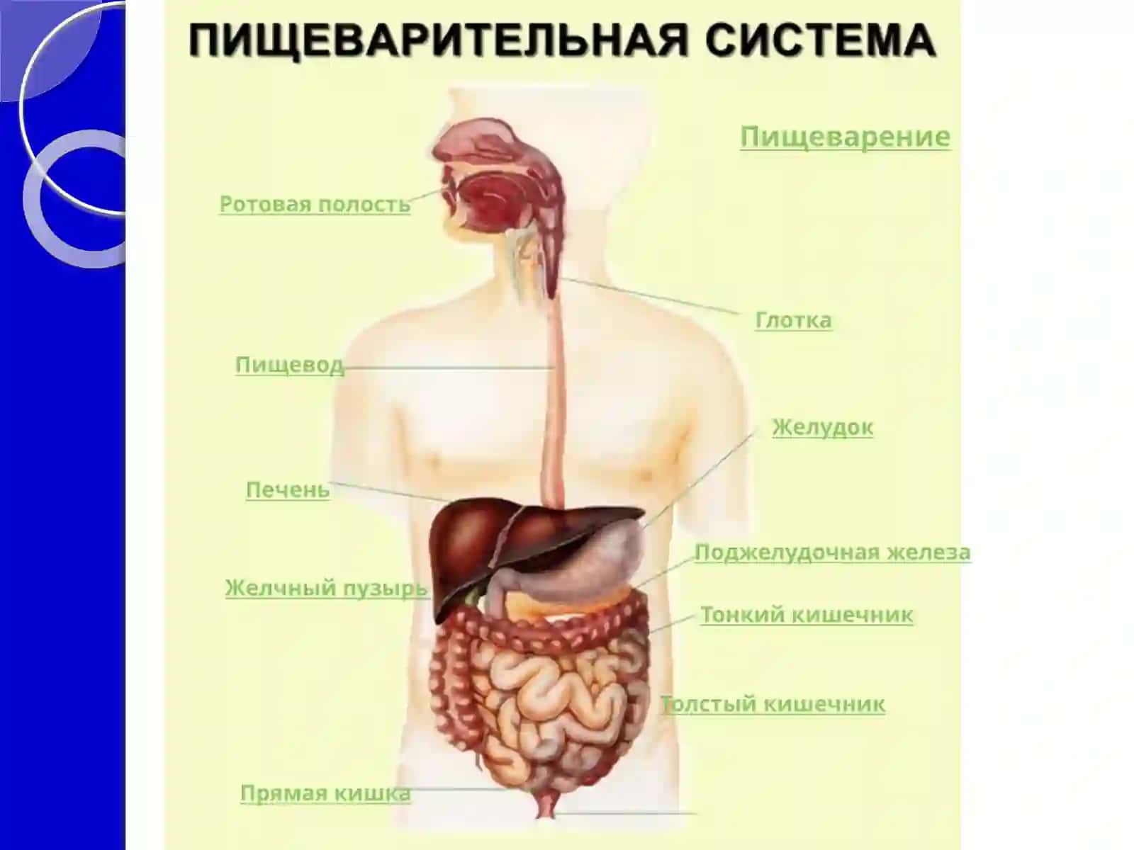 Oqilona ovqatlanish 4