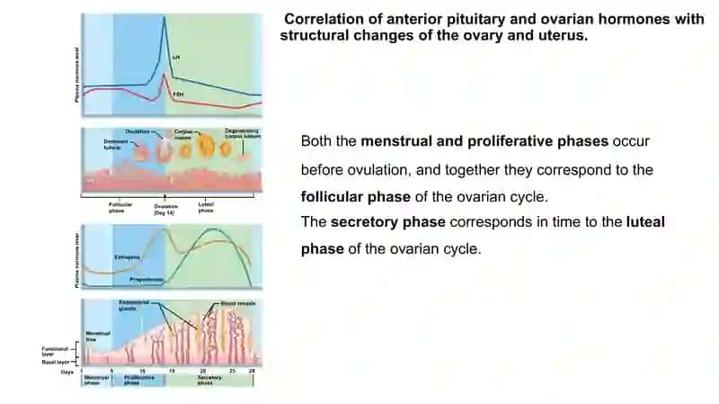 TheUterine (Menstrual) Cycle 4