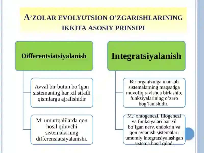 Odam a’zolarining onto-filogenezi 4