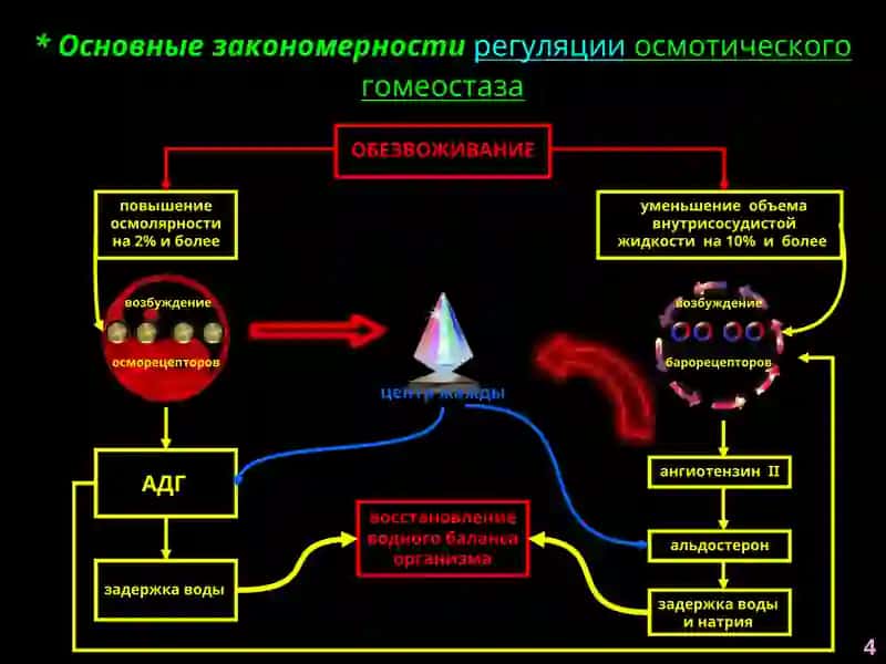 Патофизиология водно-солевого обмена 4