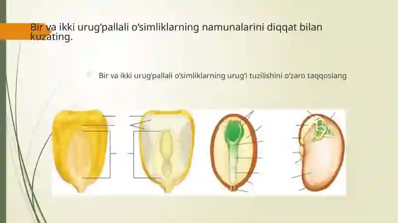O'simliklarning sistematikasini o'rganish 4