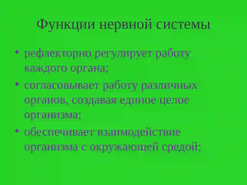 Нервная система человека 4