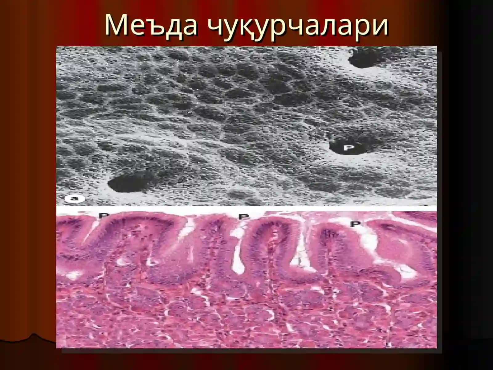 Овқат ҳазм қилиш системаси 4