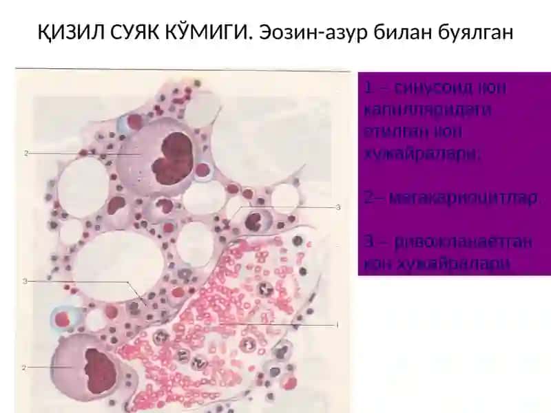 Qon yaratuvchi va immun-himoya azolari 4