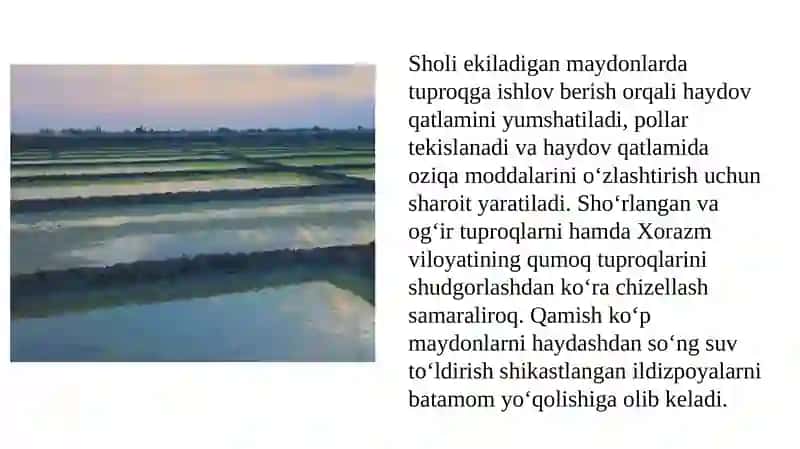 Sholini ko’chat usulida yetishtirishning afzalliklari 4