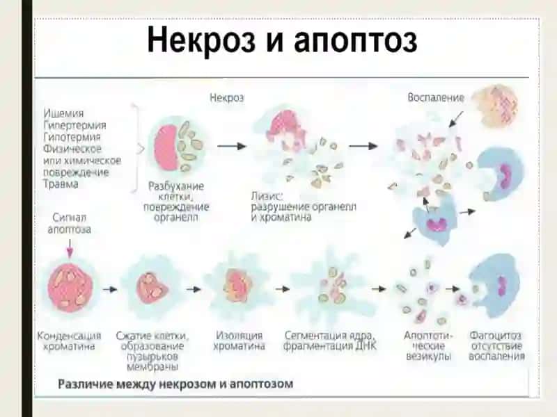 Apoptoz mexanizmlari 4