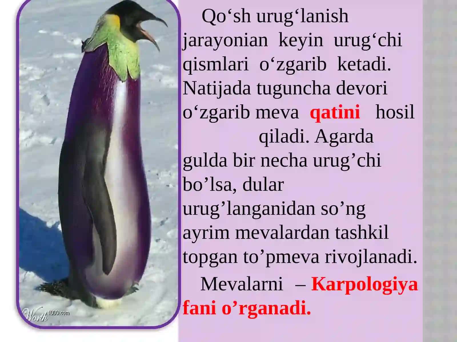 MEVA. MEVANING TUZILISHI 4