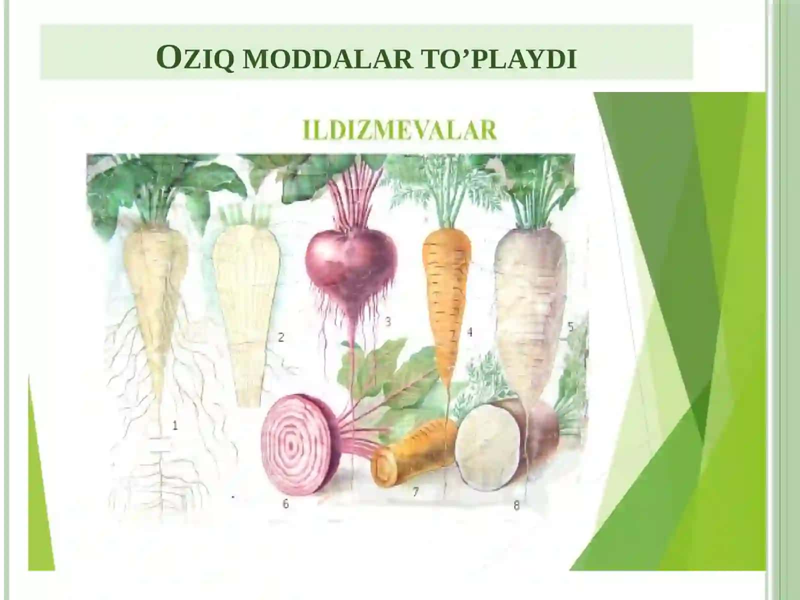 Vegetativ organlar. Ildiz 4