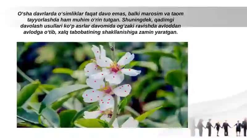 Retsept tarixi. Dorivor o’simliklari 4