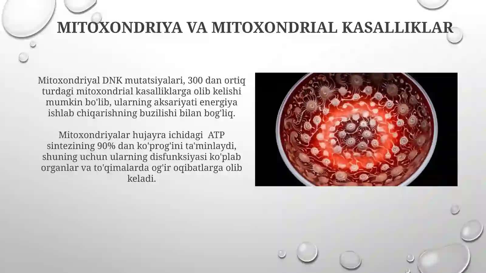 Hujayra hususiy organoidlari 4