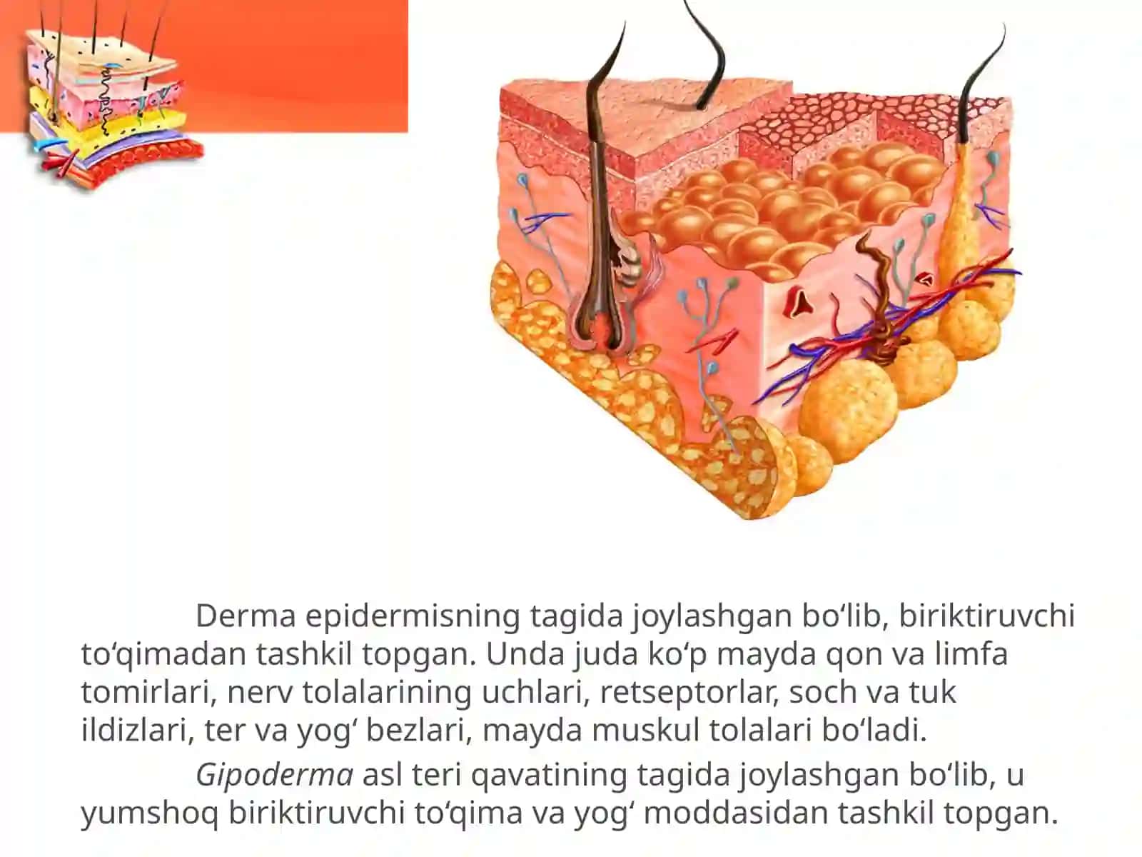 Terining tuzilishi va funksiyasi 4