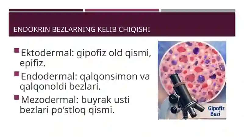 Endokrin bezlarning gistologiyasi 4