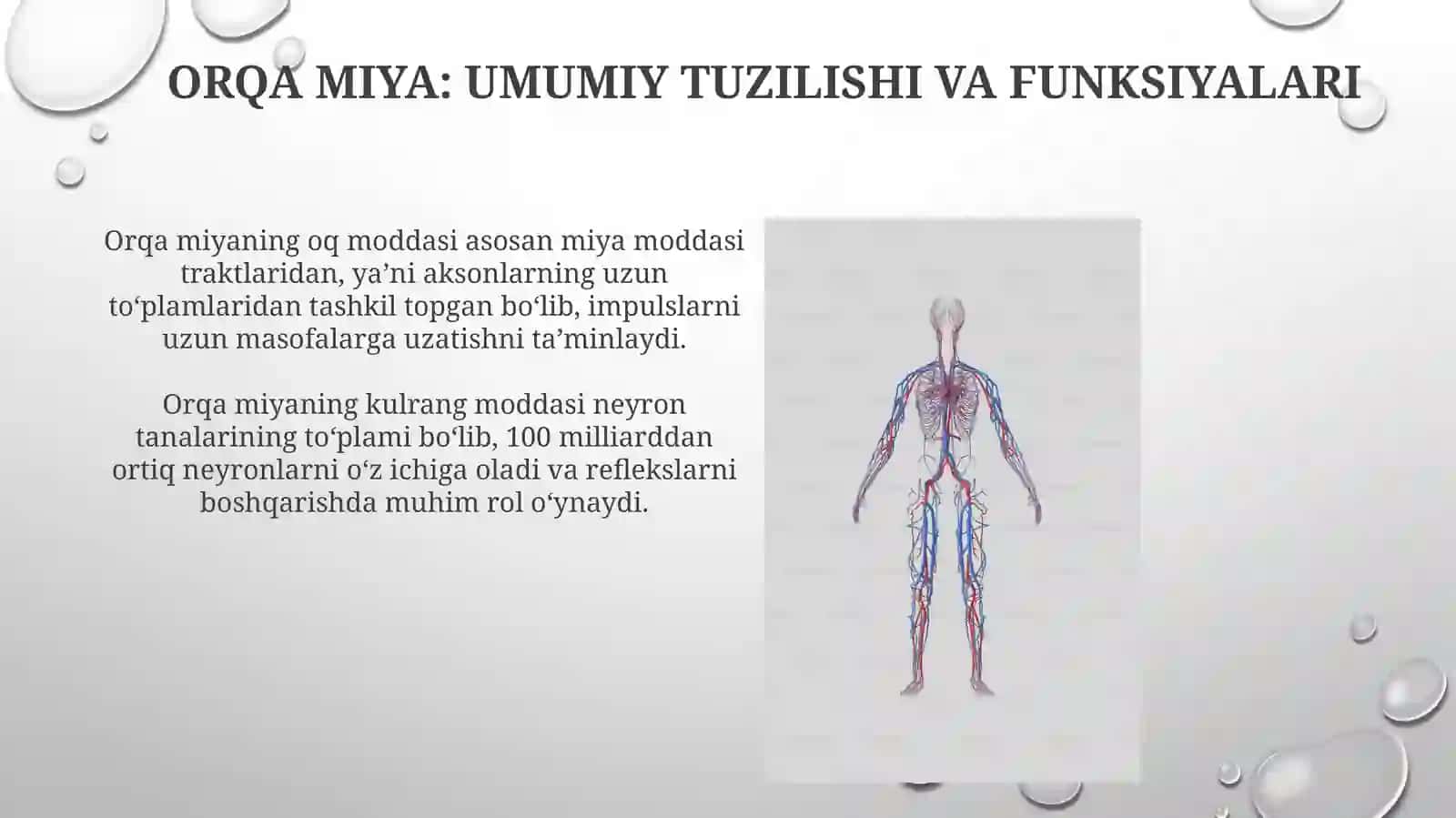 Nerv tizimining umumiy tuzilishi 4