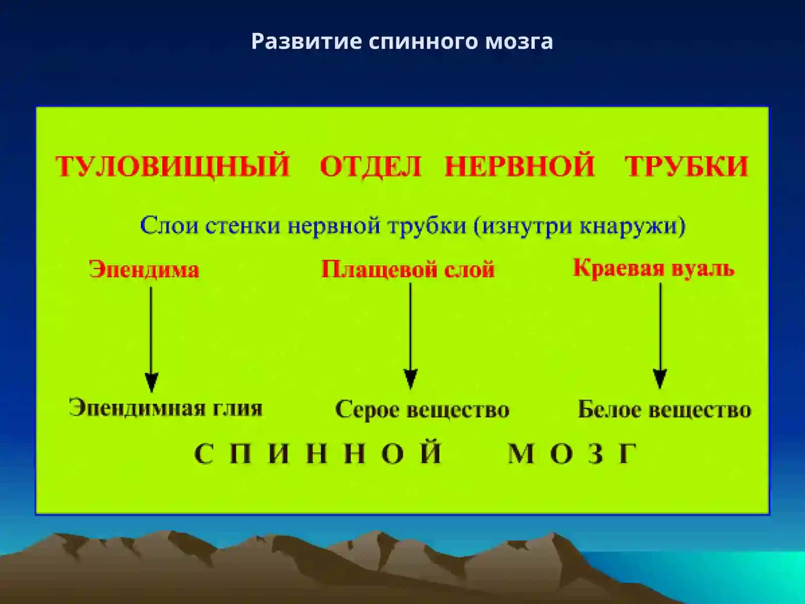 НЕРВНАЯ СИСТЕМА 4