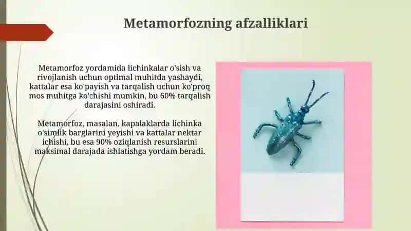 Metamorfoz 4