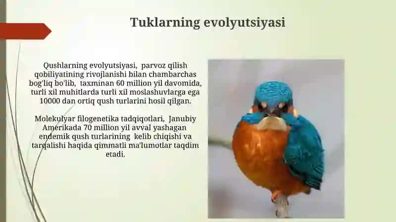 Parvozning evolyutsiyasi 4