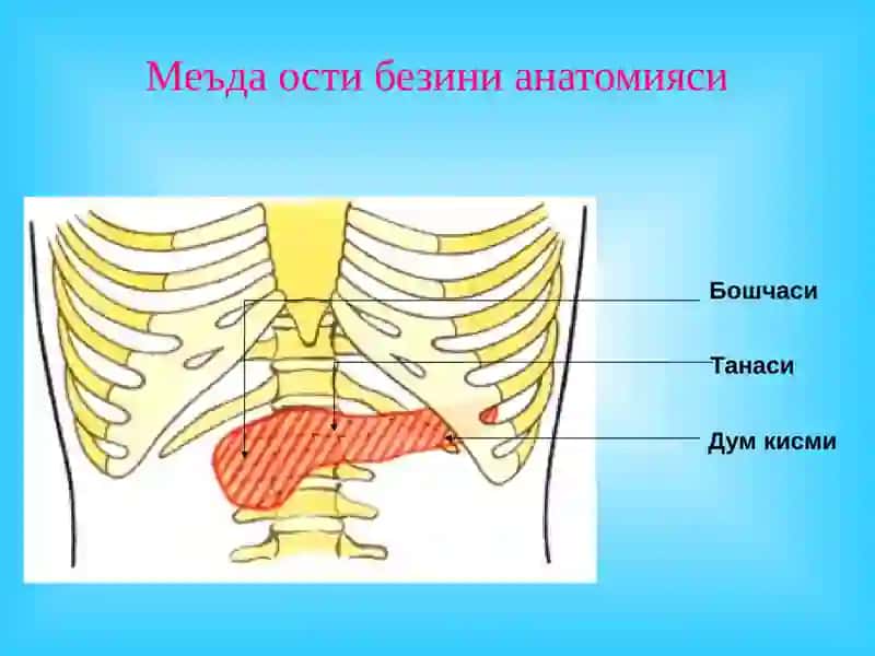 "«Ўткир ва сурун калимеъда ости бези касалликлари» маърузачит" 4