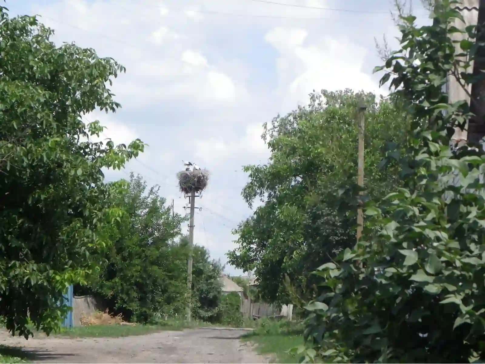 Птицы населенных пунктов 4