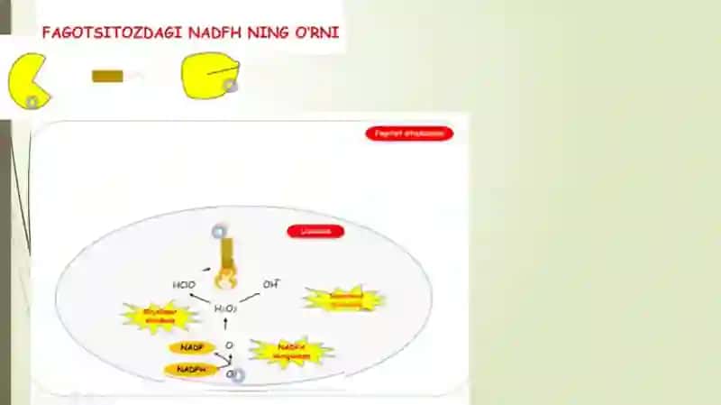 Pentoza monofosfat yo’li Lipidlarning hazmlanishi 4
