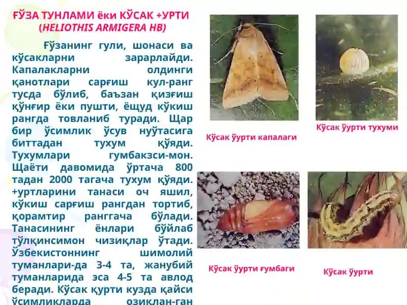 Кузги тунлам (Agrotis segetum Schiff) 4
