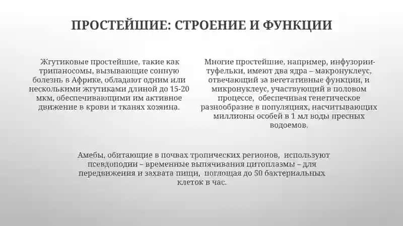 Тип простейшие. Биопротисты. Царство Protista 4