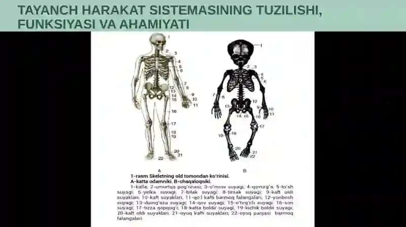 TAYANCH HARAKATLANISH SISTEMASI 4