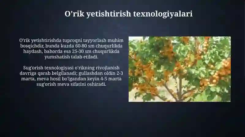 O'zbekistonda yetishtiriladigan o'rik navlari 4