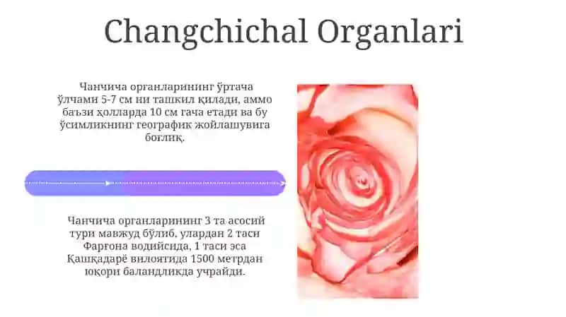 Gul va uning ichki tuzilishi 4