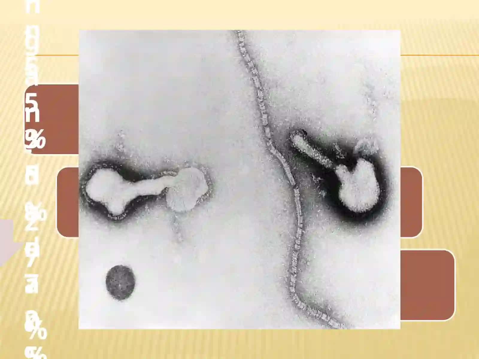 Òtkirrespiratorvirusliinfeksiyalar 4