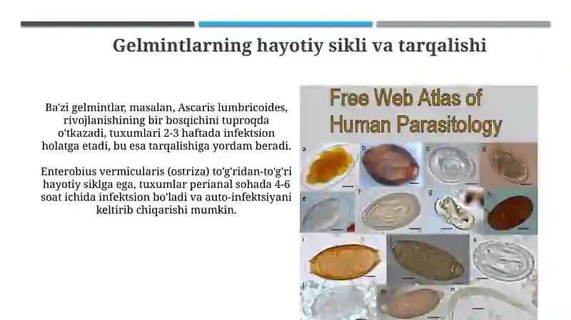 Tibbiygelmintalogiya 4