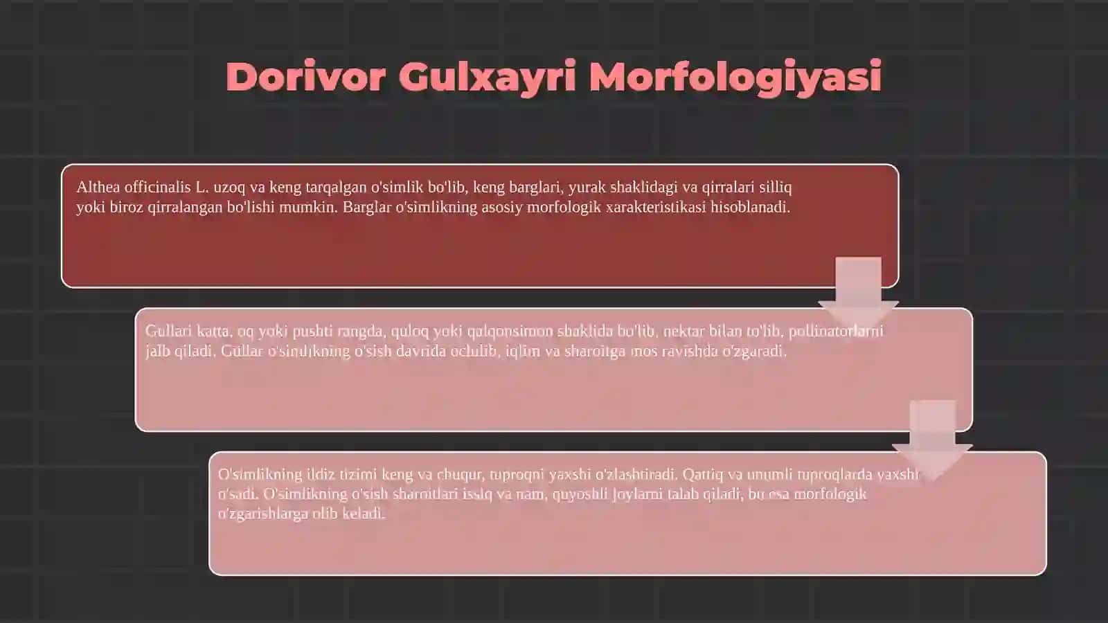 Dorivor Gulxayri (Alteyle karstvenniy) 4