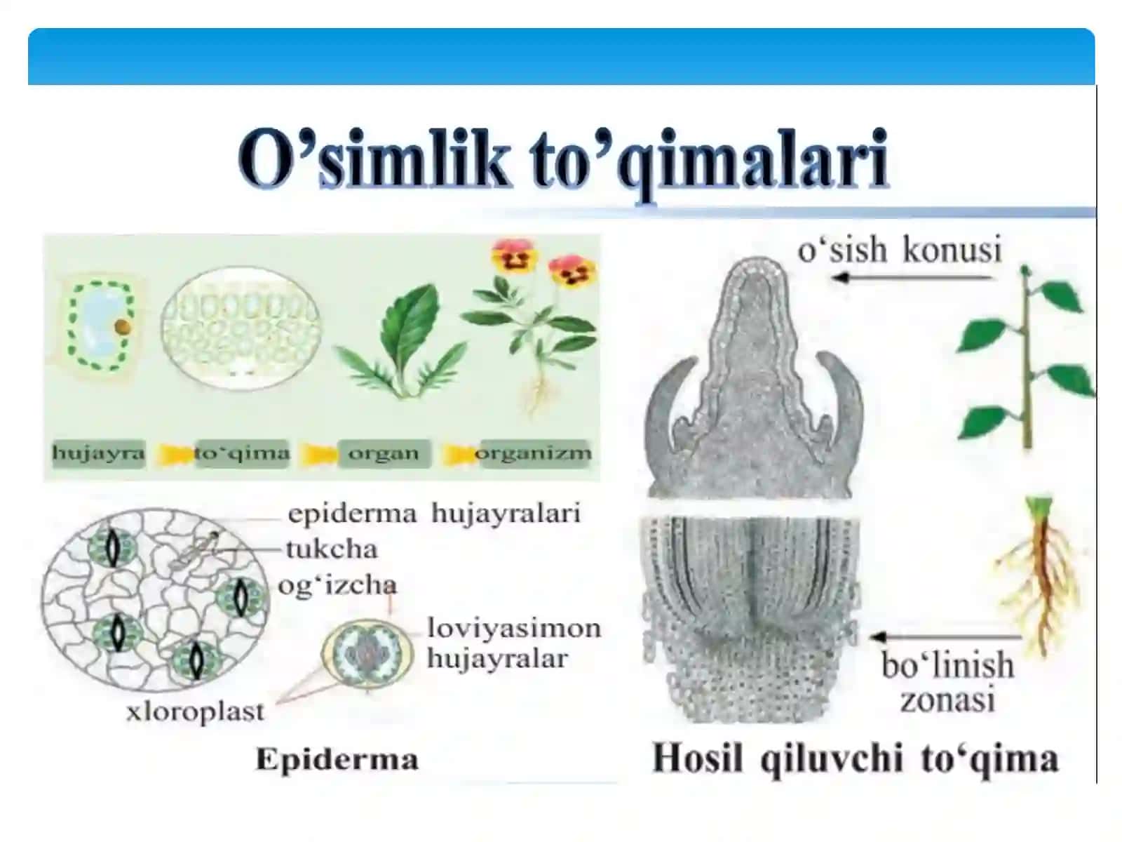 O'simlik To'qimalari Tuzilishi 4