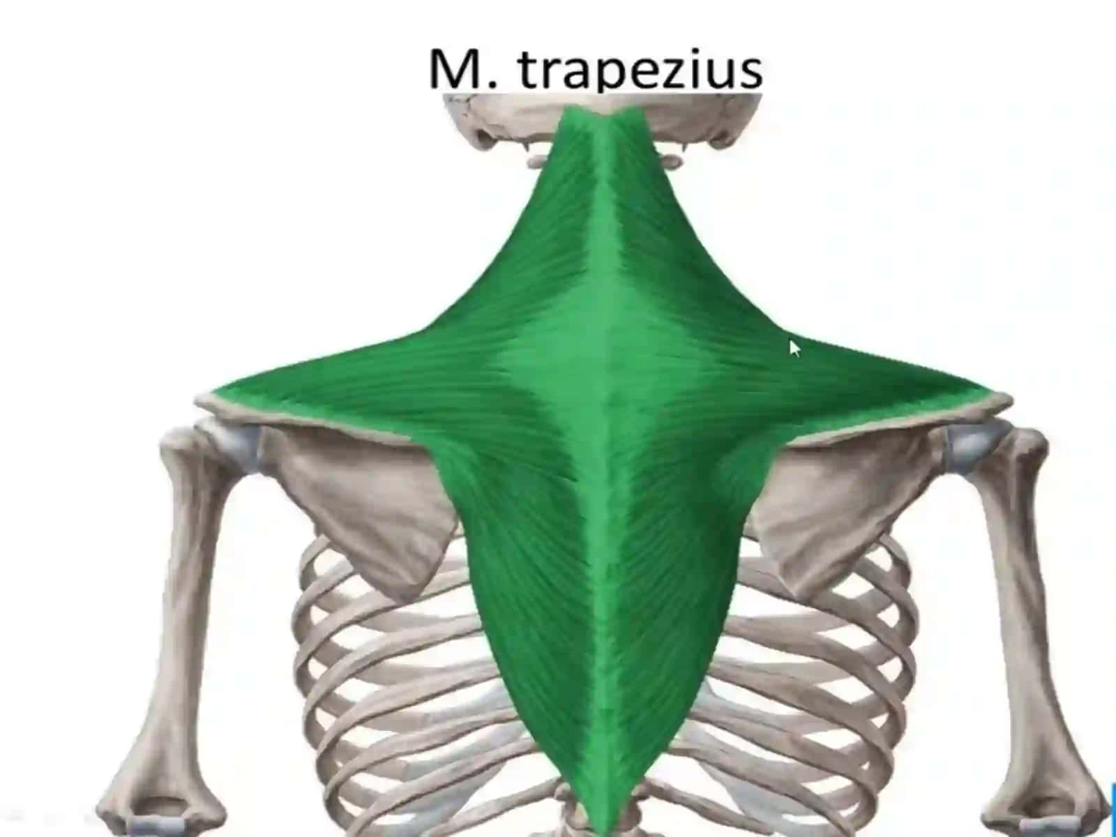 Miologiya.Gavda muskullari.Tananingorqamushaklari 4
